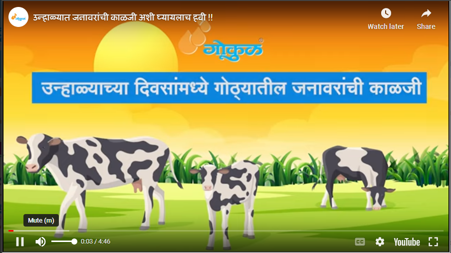 उन्हाळ्यात जनावरांची काळजी अशी घ्यायलाच हवी 