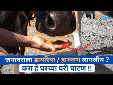  जनावराला डायरिया / हागवण लागलीय ? करा हे घरच्या घरी चाटण