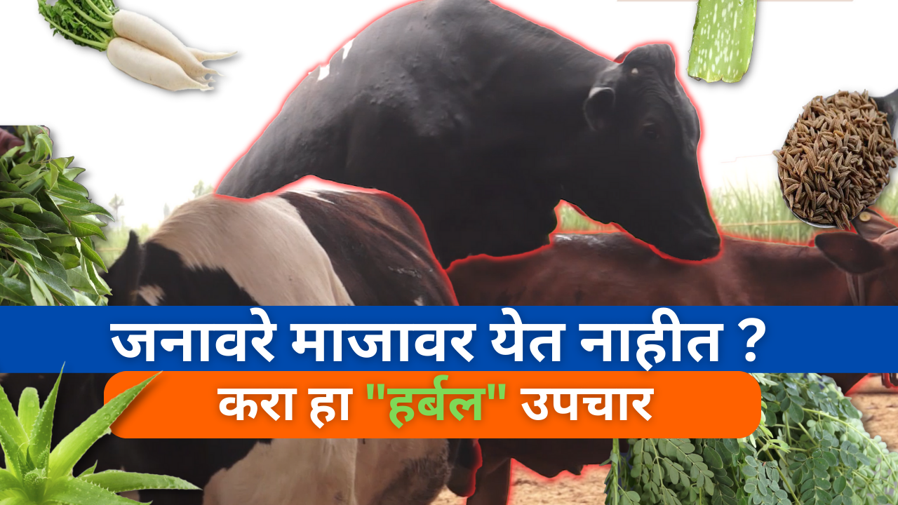जनावरे माजावर येत नाहीत ? करा हा हर्बल उपचार