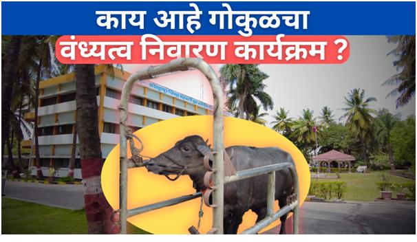 काय आहे गोकुळचा वंध्यत्व निवारण कार्यक्रम ? भाकड जनावरांचे प्रमाण कमी होणार ? 