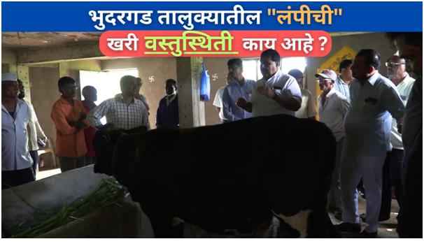 भुदरगड तालुक्यातील लंपीची खरी वस्तुस्थिती काय आहे ? 