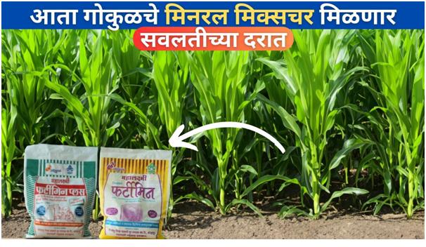 आता गोकुळचे मिनरल मिक्सचर मिळणार सवलतीच्या दरात 