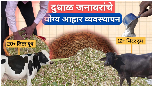 दुधाळ जनावरांचे योग्य आहार व्यवस्थापन !!