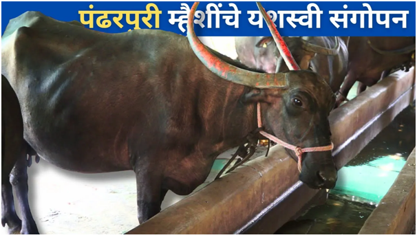 पंढरपुरी म्हैशींचे यशस्वी संगोपन