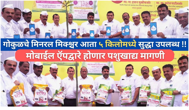 गोकुळचे मिनरल मिक्श्चर आता ५ किलोमध्ये सुद्धा उपलब्ध !! मोबाईल ऍपद्वारे होणार पशुखाद्य मागणी