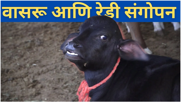 वासरू आणि रेडी संगोपन