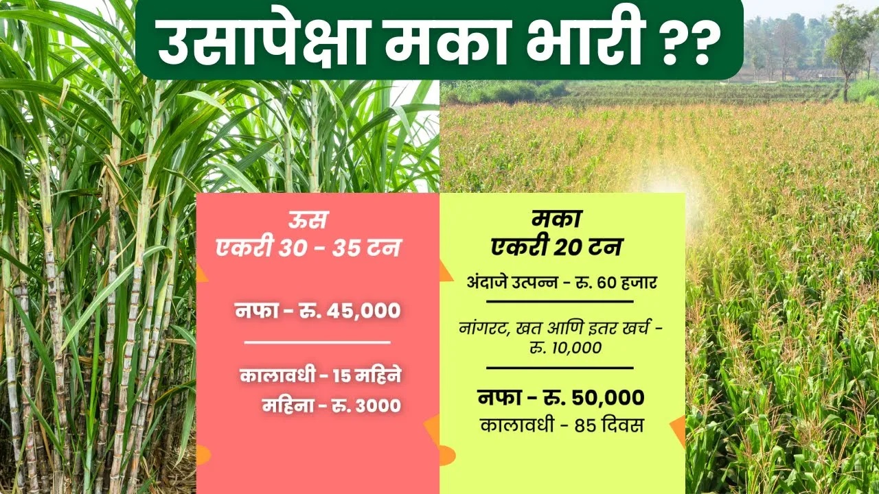 उसापेक्षा मका भारी ? पहा हे गणित !! 