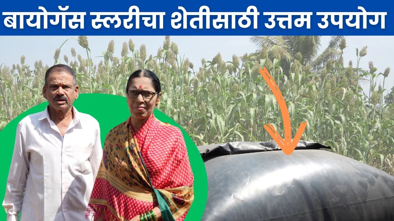 बायोगॅस स्लरीचा शेतीसाठी उत्तम उपयोग 