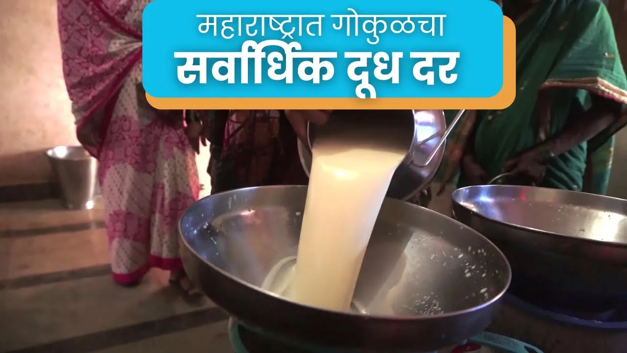 महाराष्ट्रात गोकुळचा सर्वार्धिक दूध दर !! 