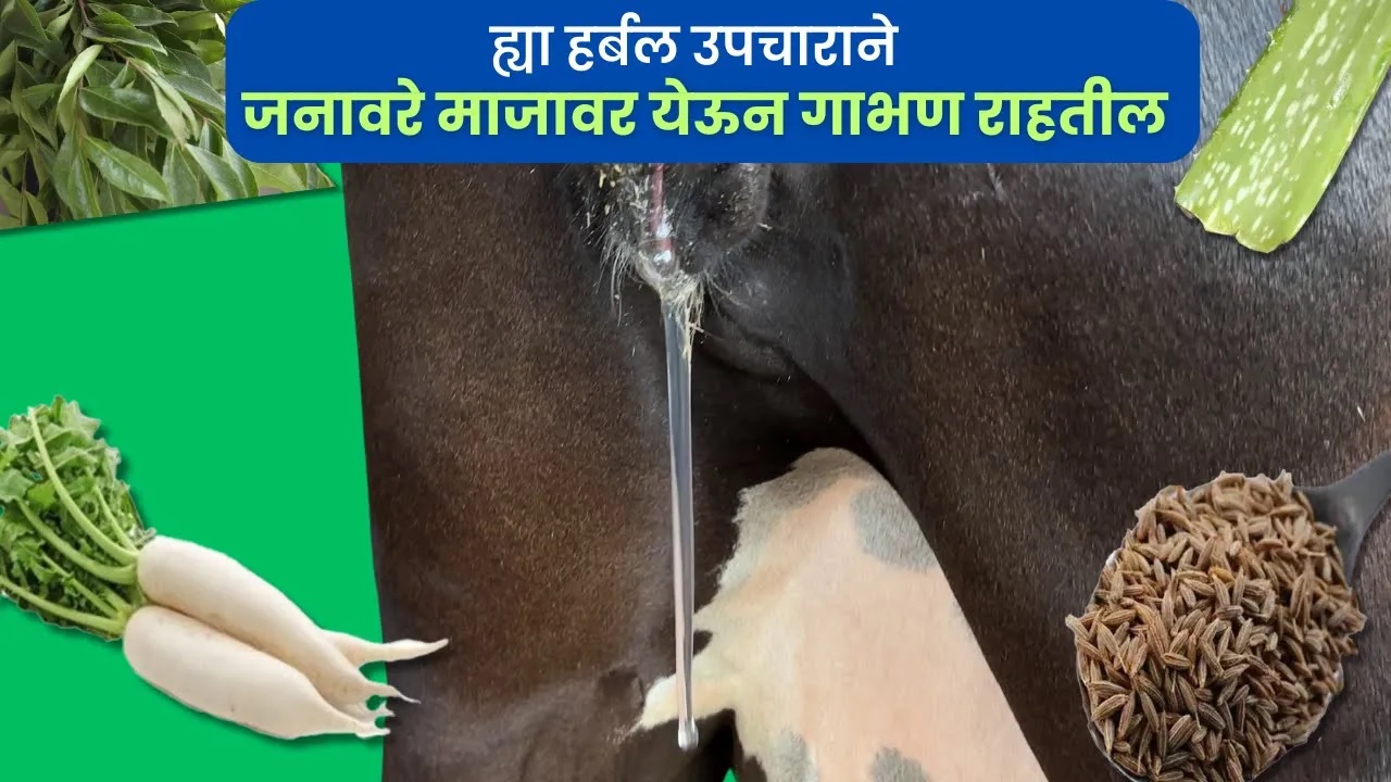 ह्या हर्बल उपचाराने - जनावरे माजावर येऊन गाभण राहतील