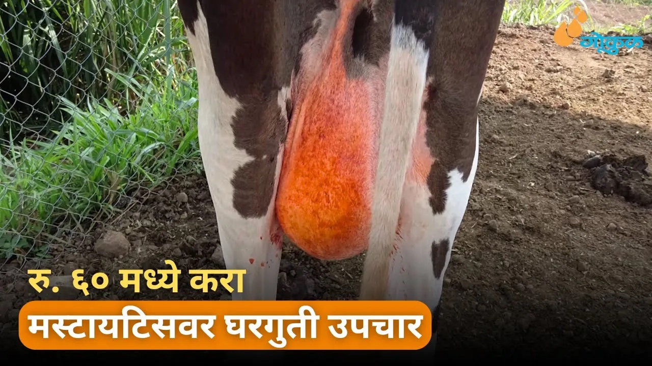 रु. ६० मध्ये करा मस्टायटिसवर घरगुती उपचार