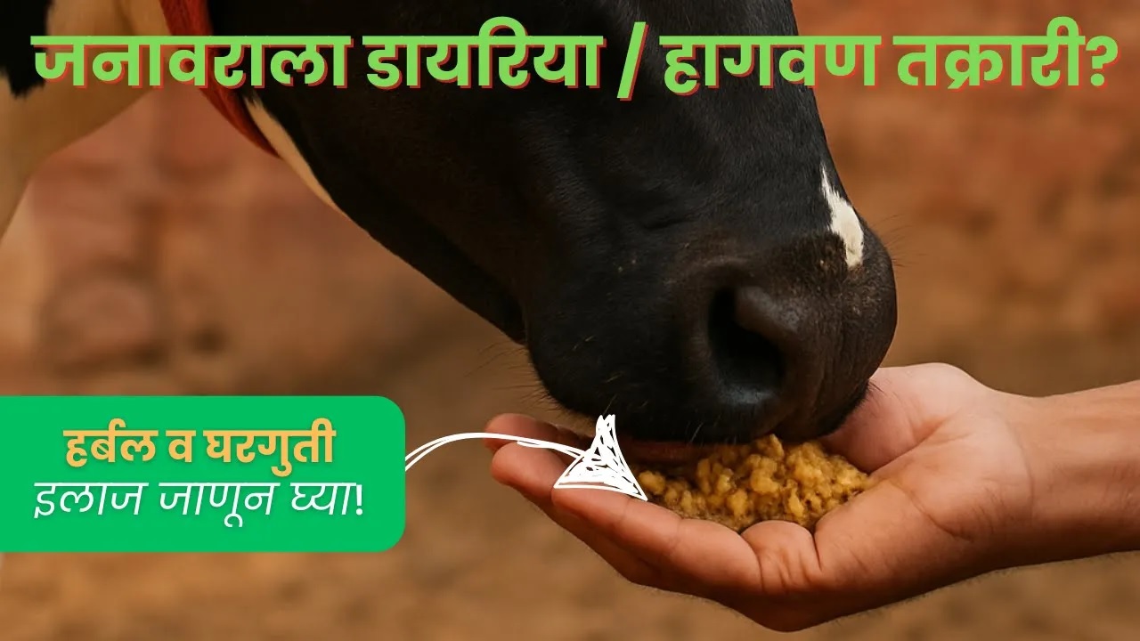 जनावराला डायरिया / हागवण तक्रारी? हर्बल व घरगुती इलाज जाणून घ्या! !! 