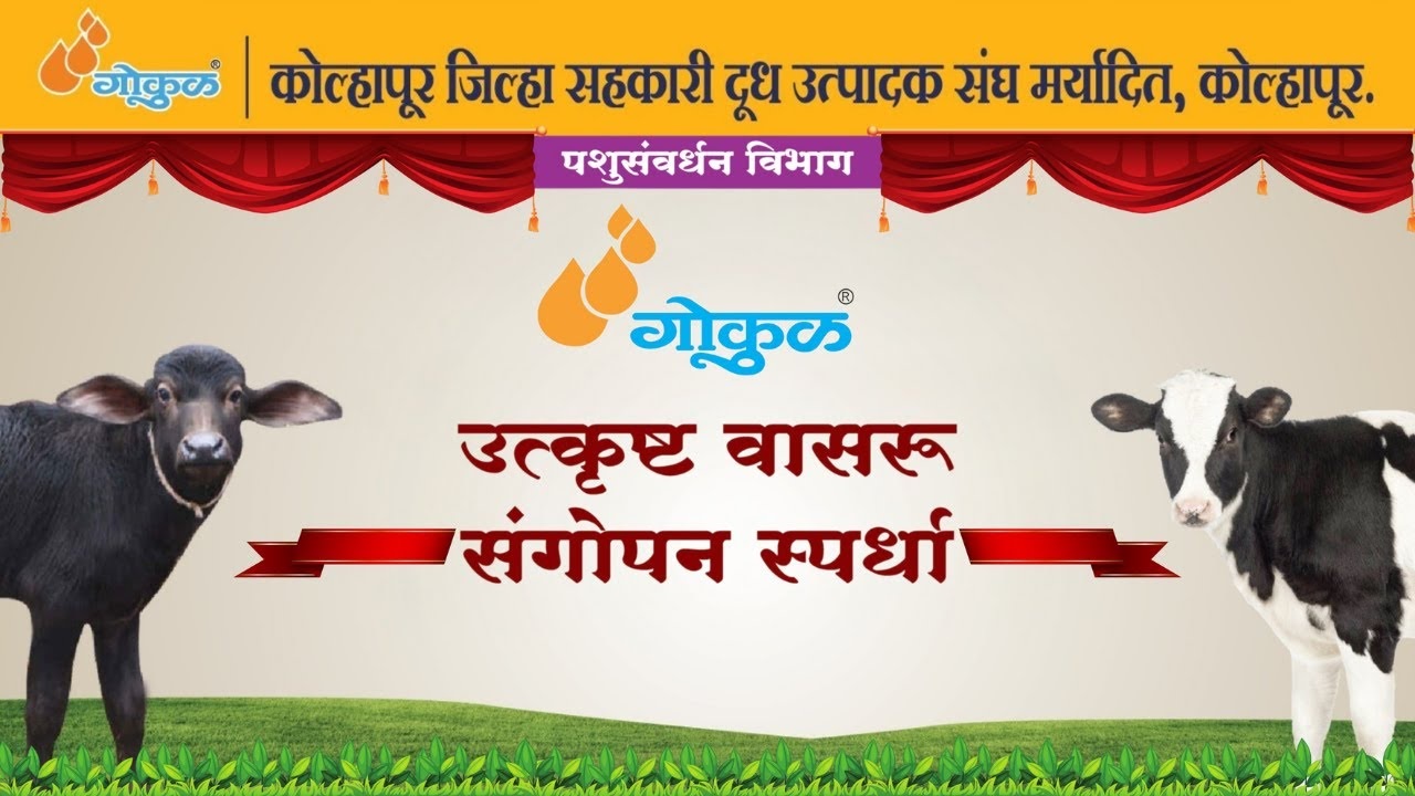 गोकुळ मार्फत ‘उत्कृष्ट वासरू संगोपन’ स्पर्धेचे आयोजन !! 