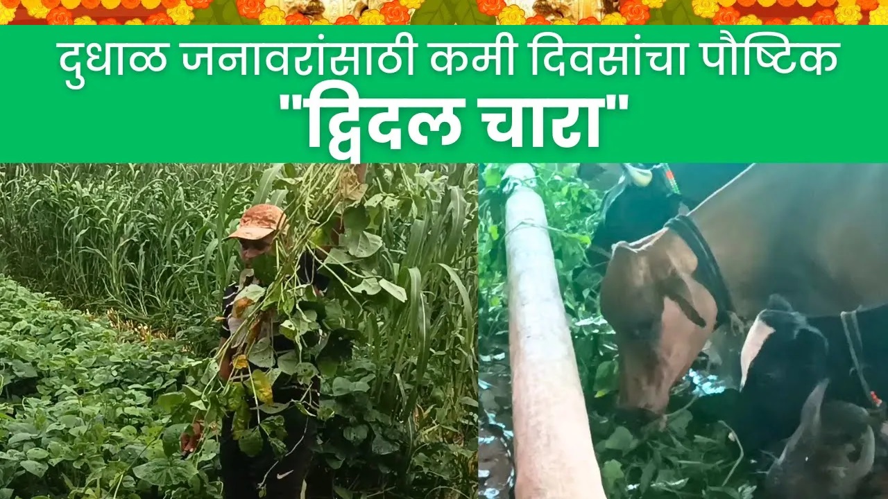 दुधाळ जनावरांसाठी  कमी दिवसांचा पौष्टिक 
