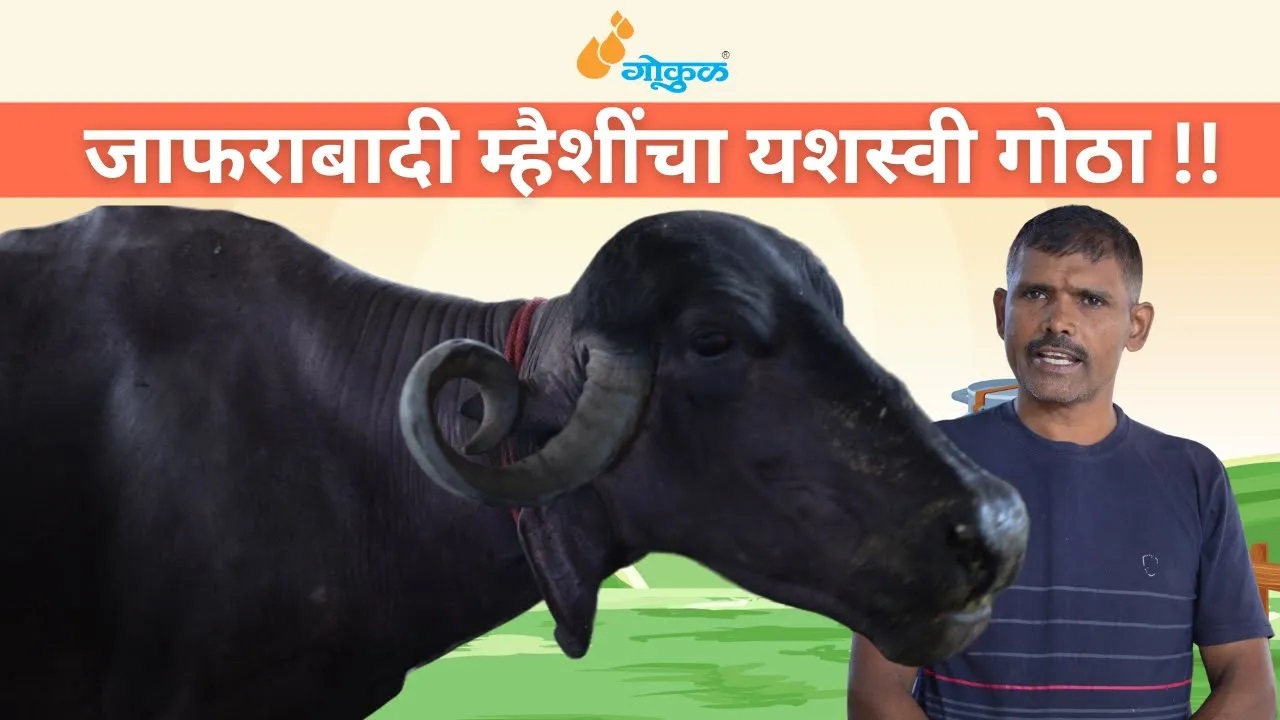 जाफराबादी म्हैशींचा यशस्वी गोठा !! 