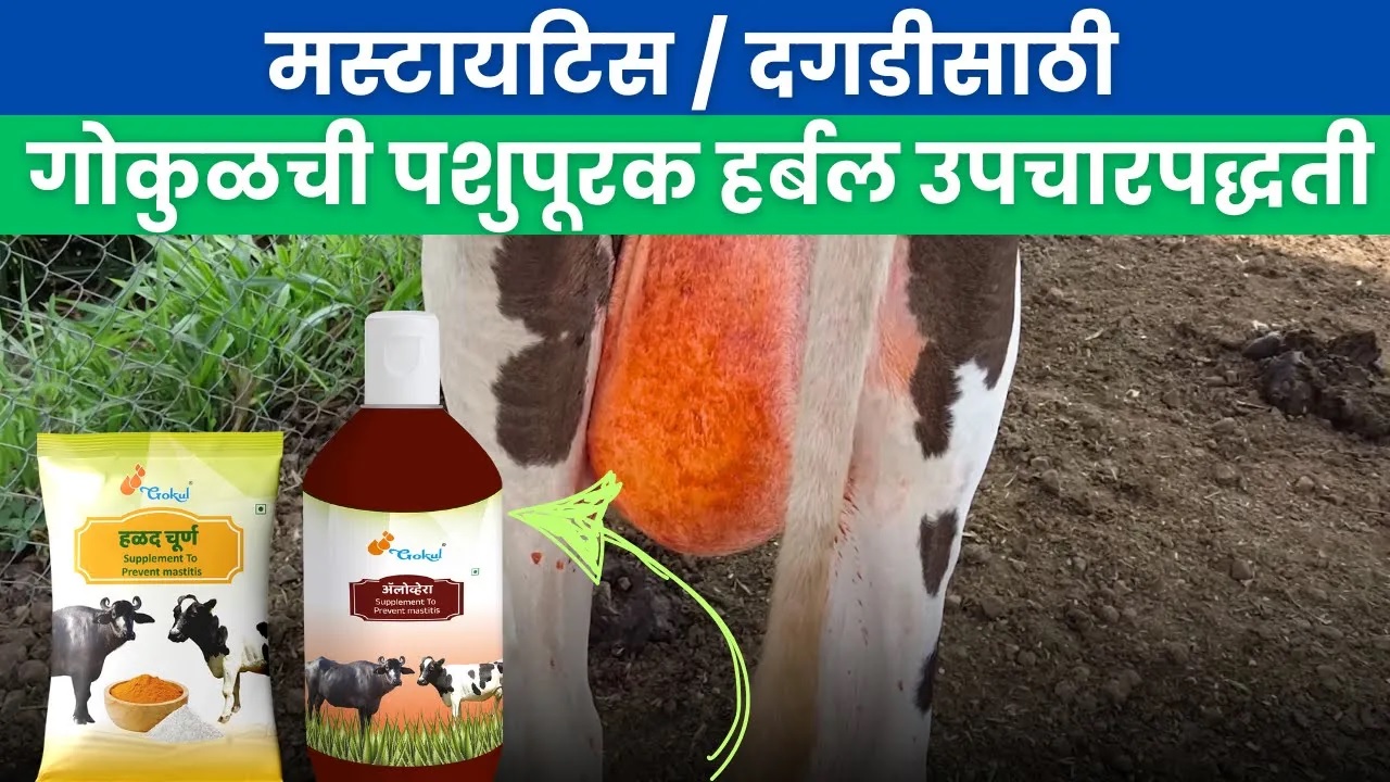 मस्टायटिस / दगडीसाठी  गोकुळची पशुपूरक हर्बल उपचारपद्धती !!
