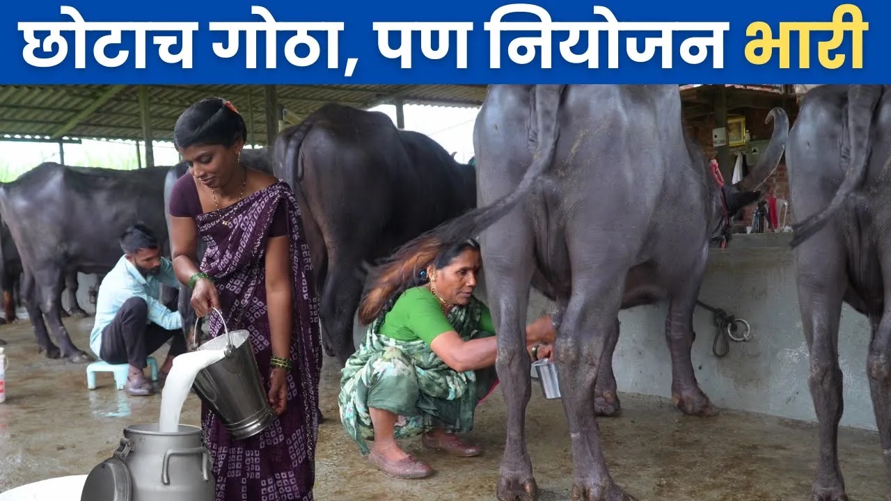 छोटाच गोठा, पण नियोजन भारी!! 
