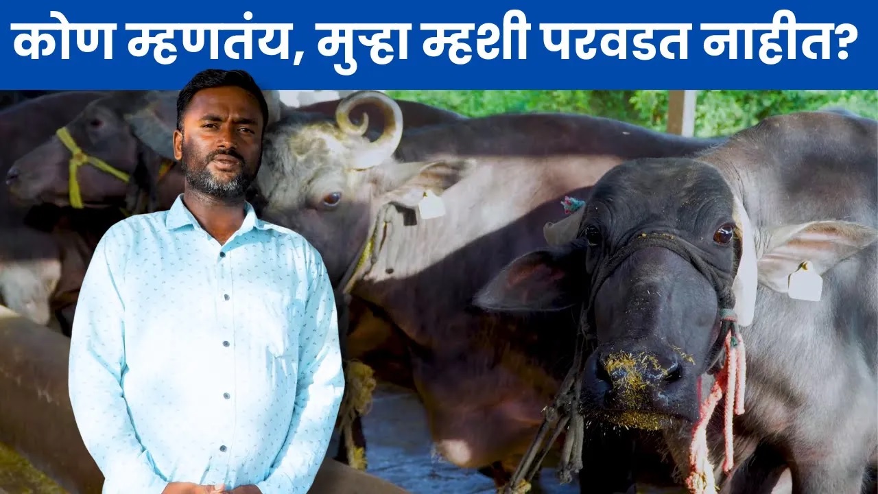 कोण म्हणतंय, मुऱ्हा म्हशी परवडत नाहीत !