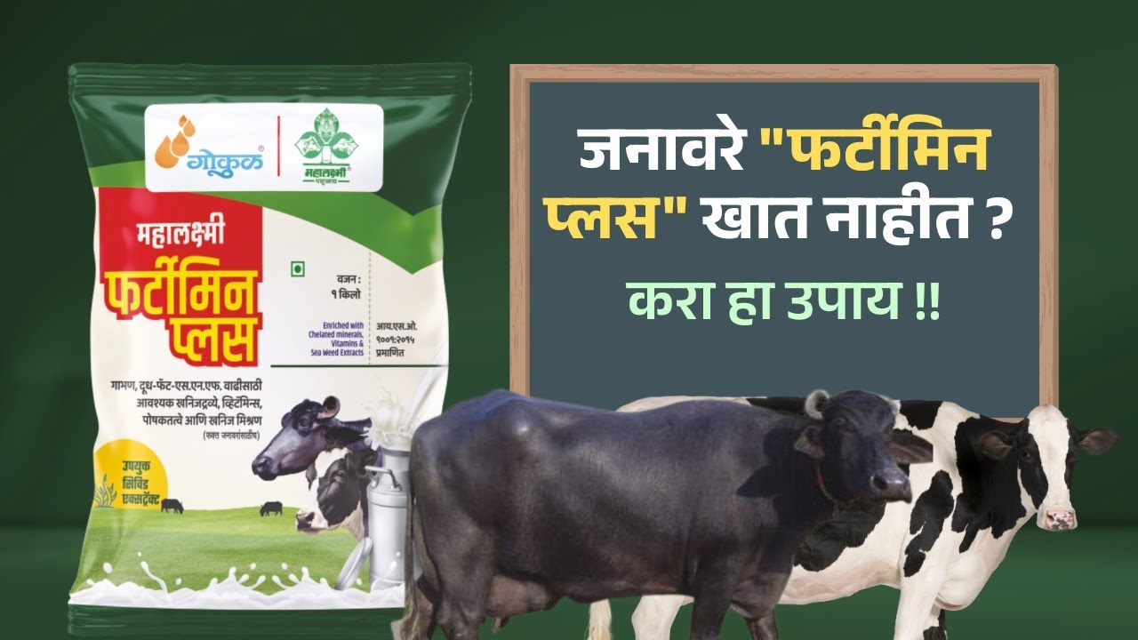 दुधाळ जनावरे फर्टीमिन प्लस खात नाहीत? मग करा असा उपाय!! 