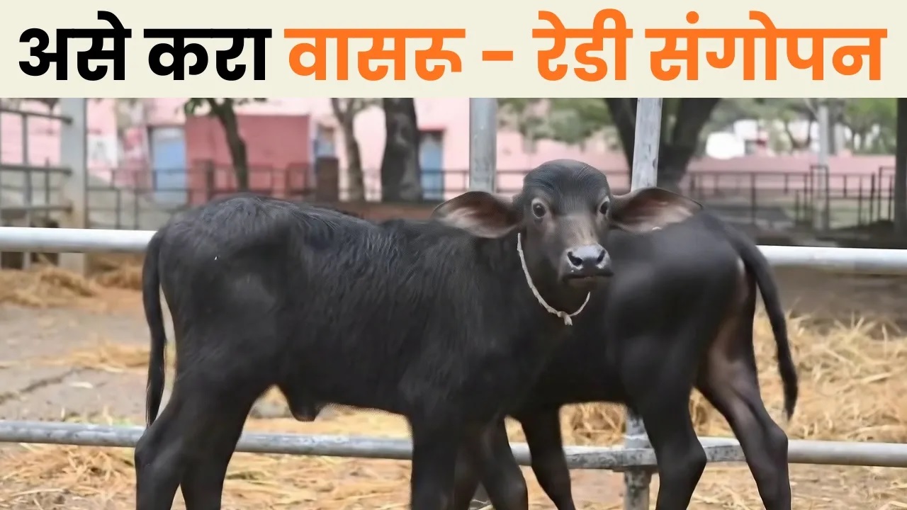 असे करा वासरू - रेडी संगोपन 