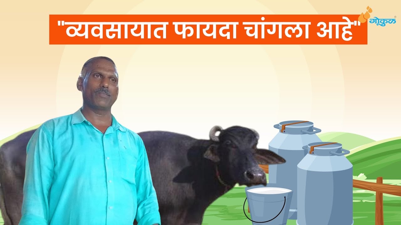 ह्या दुधव्यवसायात  फायदा चांगला आहे !!!
