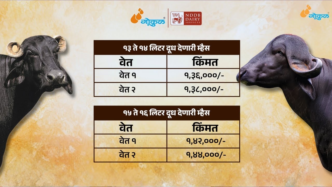 गोकुळचे म्हैस विक्री केंद्र !!