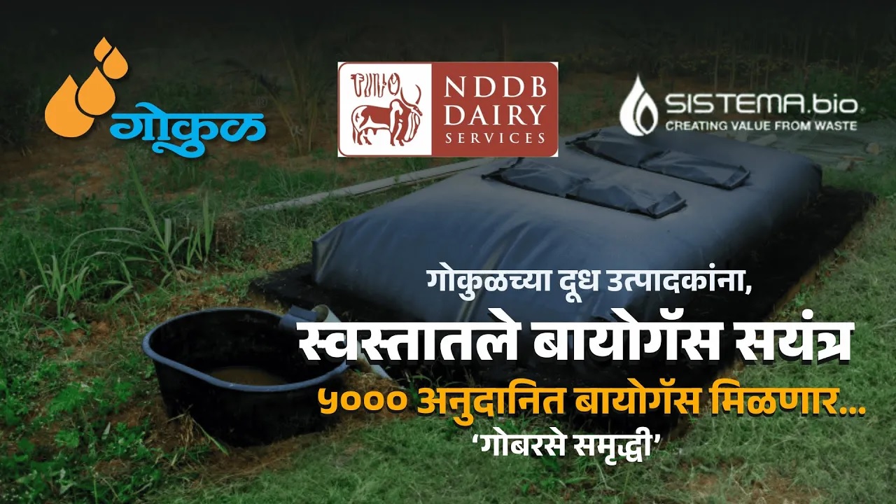 गोकुळच्या दूध उत्पादकांसाठी, आणखी ५००० (अनुदानित) बायोगॅस मंजूर... 