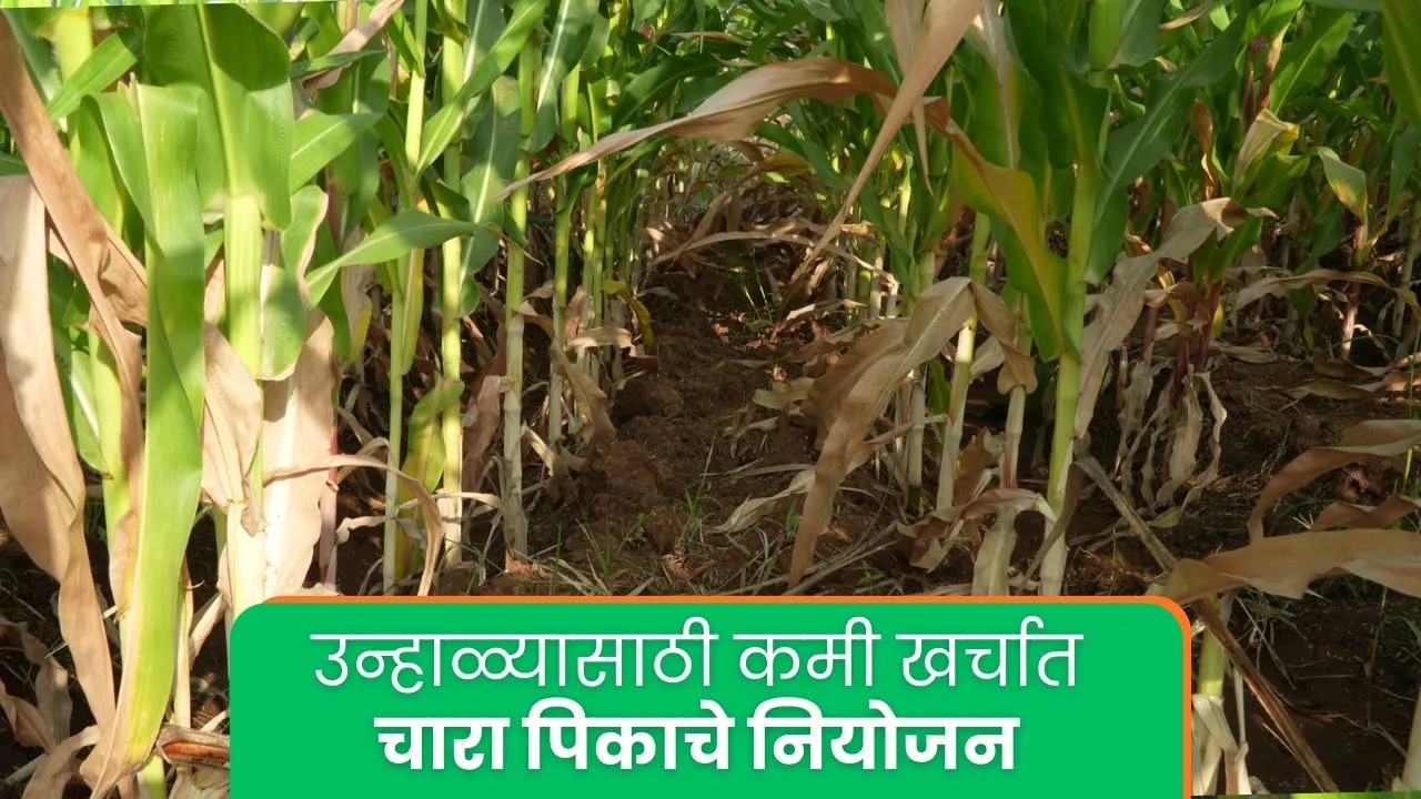 उन्हाळ्यासाठी कमी खर्चात चारा पिकाचे नियोजन