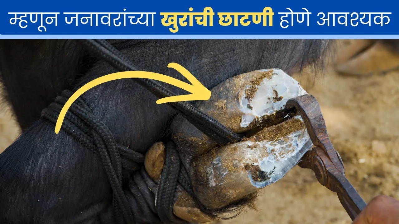 म्हणून जनावरांच्या खुरांची छाटणी होणे आवश्यक!! 