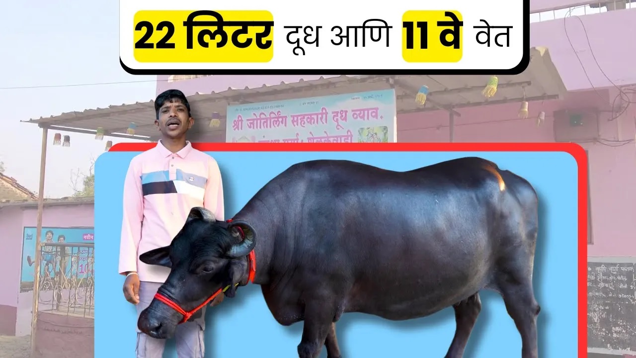 २२ लिटर दूध आणि ११वे वेत  - शेळकेवाडी यशोगाथा