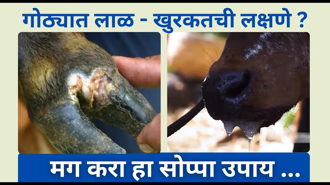 गोठ्यात लाळ - खुरकतची लक्षणे ? मग करा हा सोप्पा उपाय ...!! 