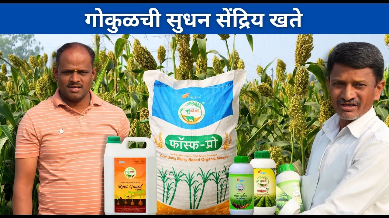 राव... गोकुळच्या सुधन सेंद्रिय खतानं 'लईच' फरक पडलाय...!! 