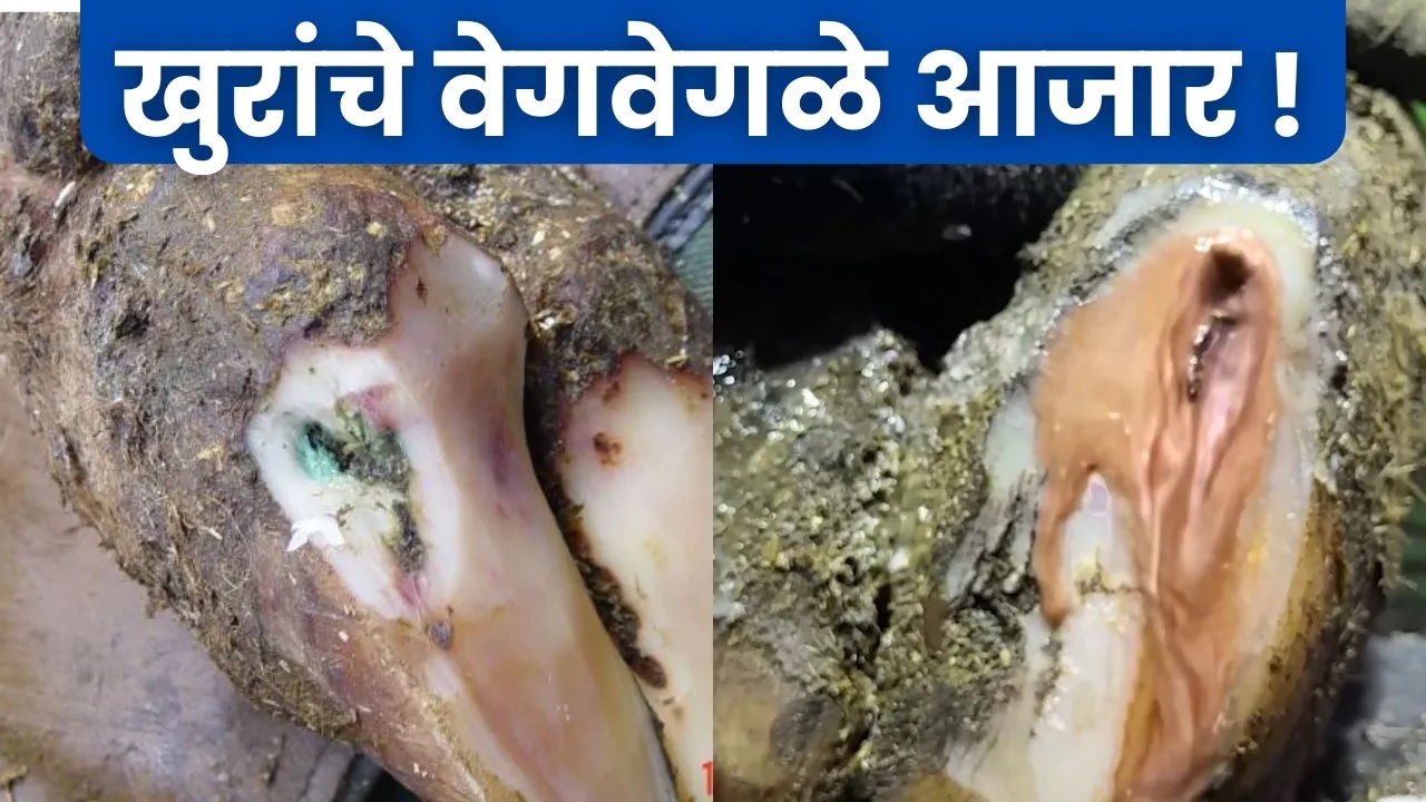 खुरांचे वेगवेगळे आजार !