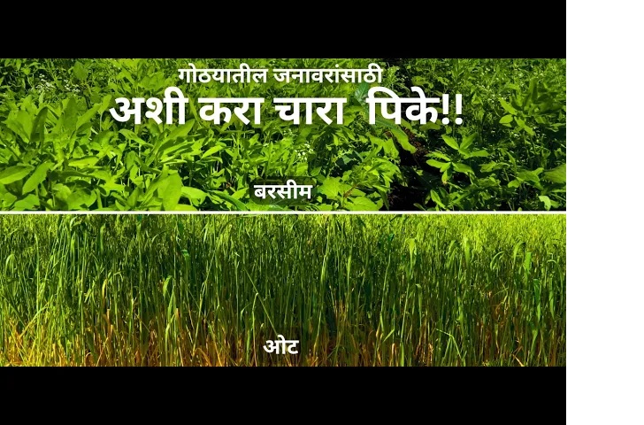 गोठ्यातील जनावरांसाठी, अशी घ्या चारा पिके !! !