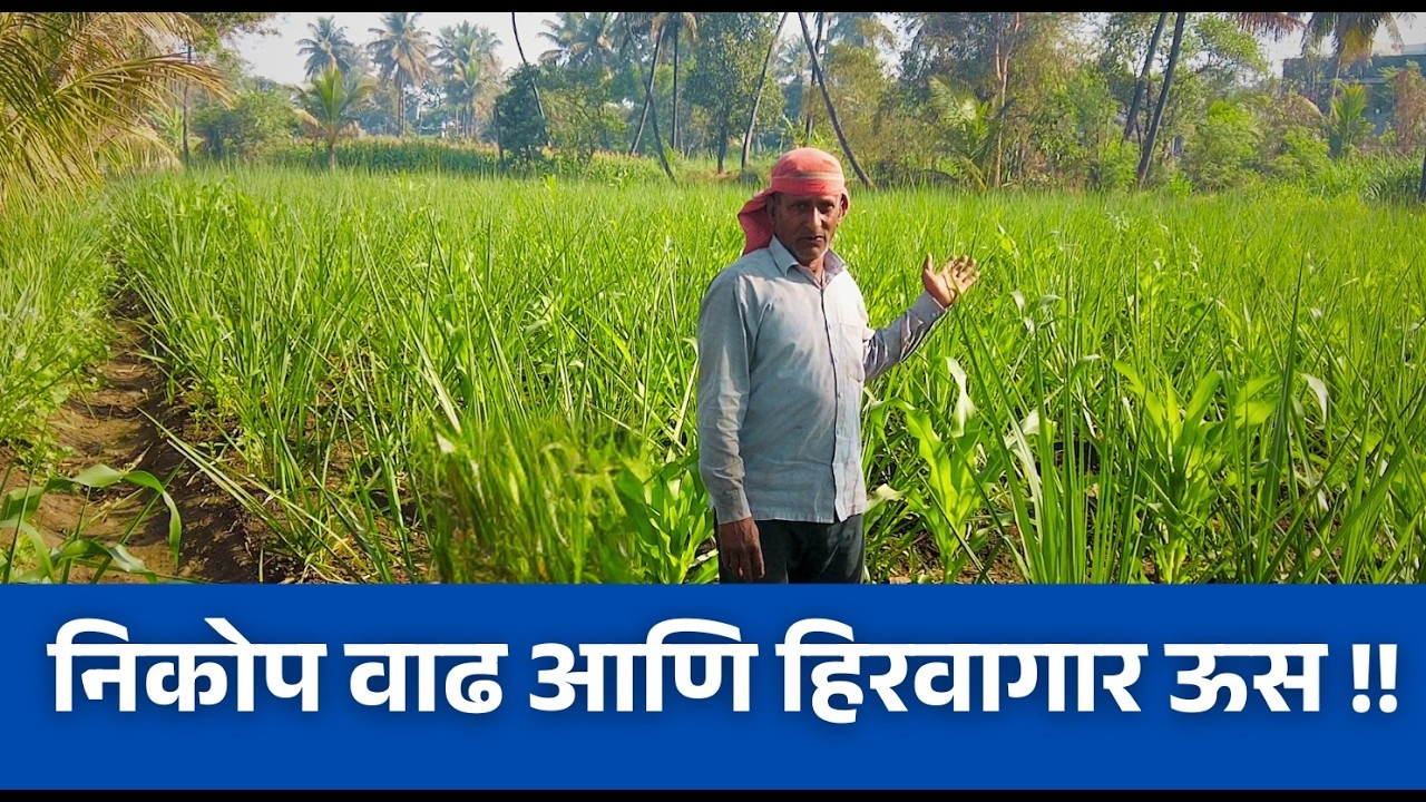 निकोप वाढ आणि हिरवीगार पिकं!!