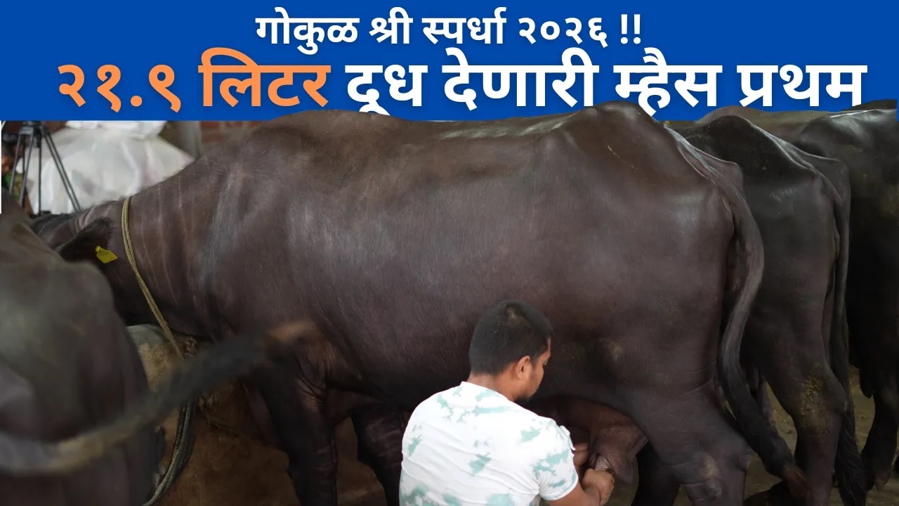 गोकुळातल्या - सर्वाधिक दूध देणाऱ्या म्हशी... !! २१.९ लिटर दूध देणारी म्हैस प्रथम !