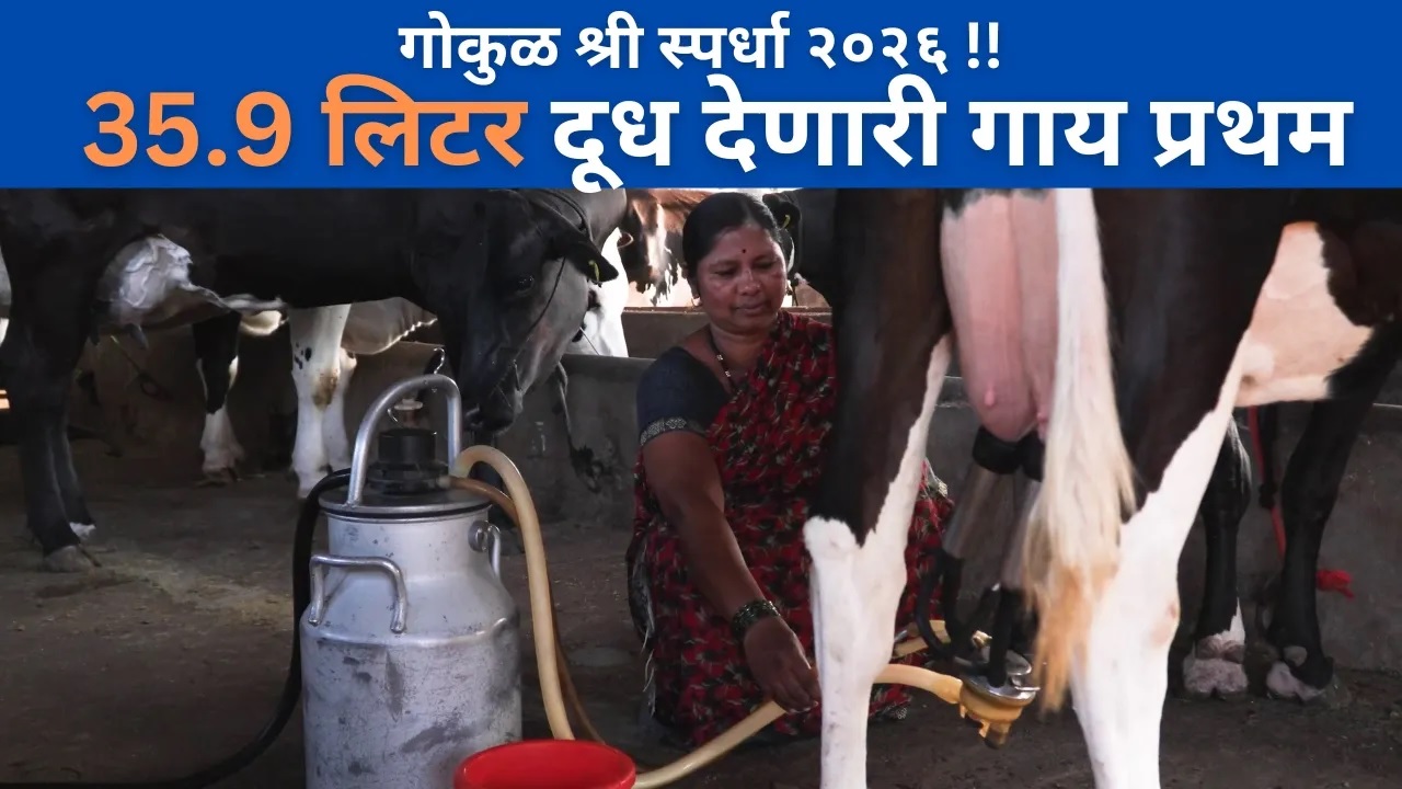 गोकुळातल्या - सर्वाधिक दूध देणाऱ्या गायी... !! ३५.९ लिटर दूध देणारी गाय प्रथम ! 