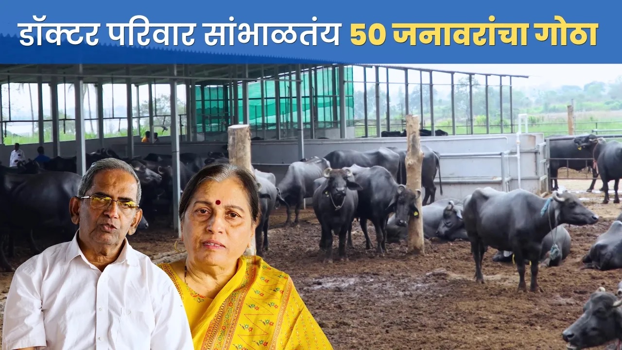 डॉक्टर परिवार सांभाळतंय ५० जनावरांचा गोठा !! !