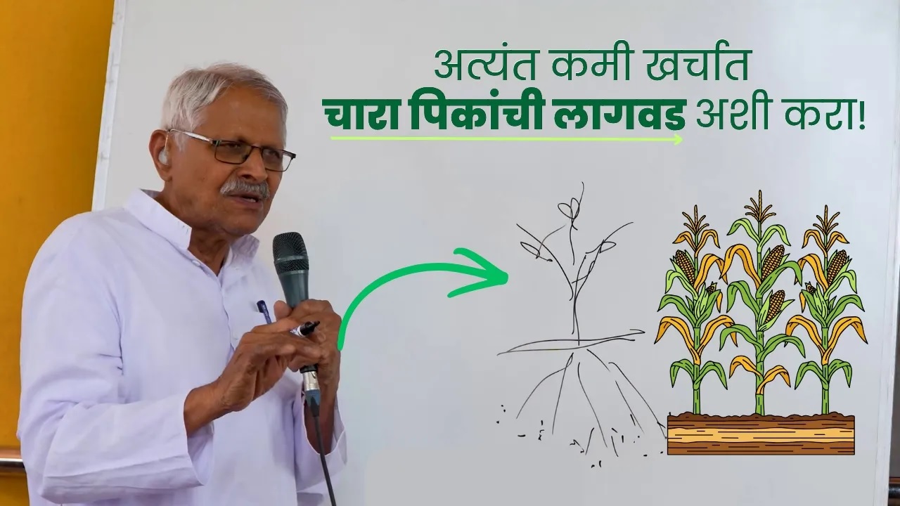 अत्यंत कमी खर्चात चारा पिकांची लागवड अशी करा!!