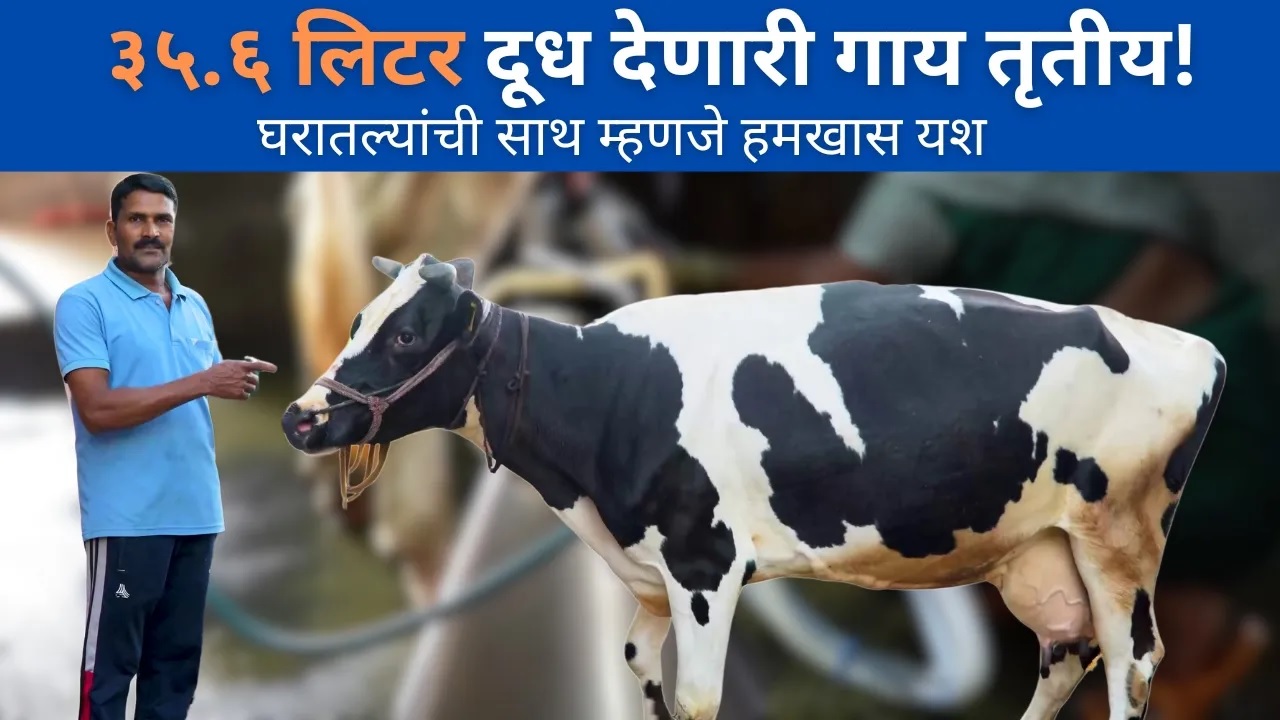 ३५.६ लिटर दूध देणारी गाय तृतीय! घरातल्यांची साथ म्हणजे हमखास यश!! 