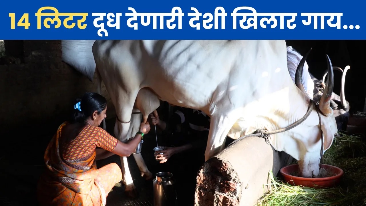 १४ लिटर दूध देणारी देशी खिलार गाय.. 