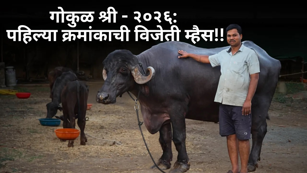 गोकुळ श्री - २०२६: पहिल्या क्रमांकाची विजेती म्हैस!!.