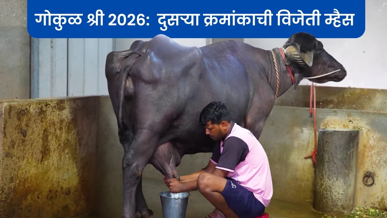 गोकुळ श्री २०२६: दुसऱ्या क्रमांकाची विजेती म्हैस !!