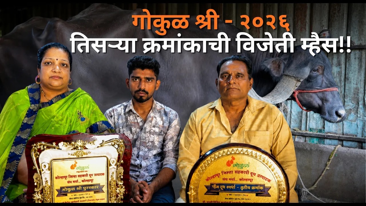 तिसऱ्या क्रमांकाची विजेती म्हैस!!...! 