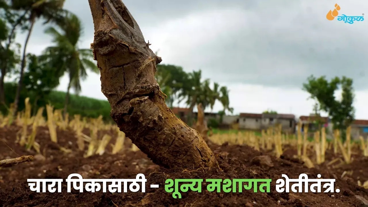 चारा पिकासाठी - शून्य मशागत शेतीतंत्र... 