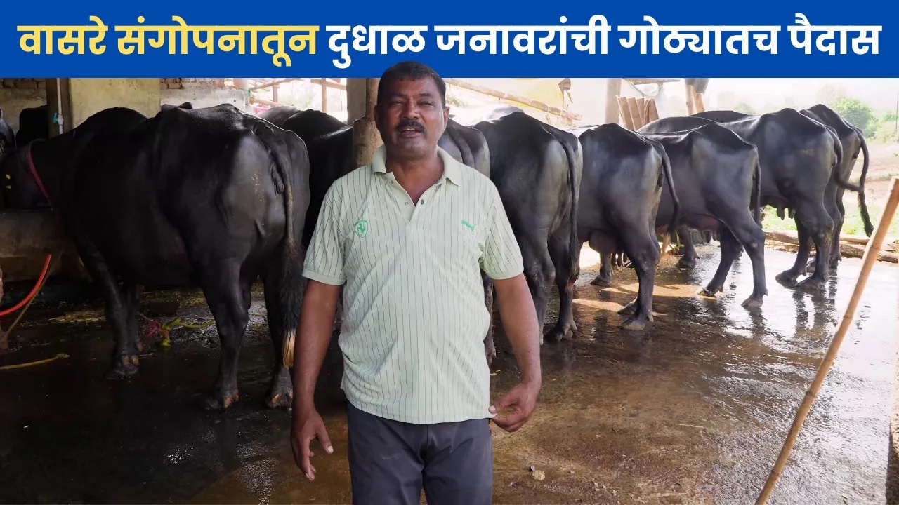 वासरे संगोपनातून दुधाळ जनावरांची गोठ्यातच पैदास..! 
