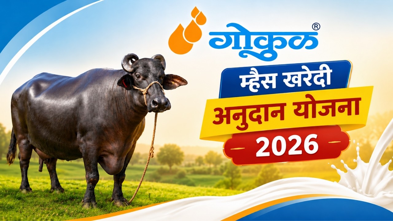 गोकुळ संघाची म्हैस खरेदी अनुदान योजना - २०२६ 