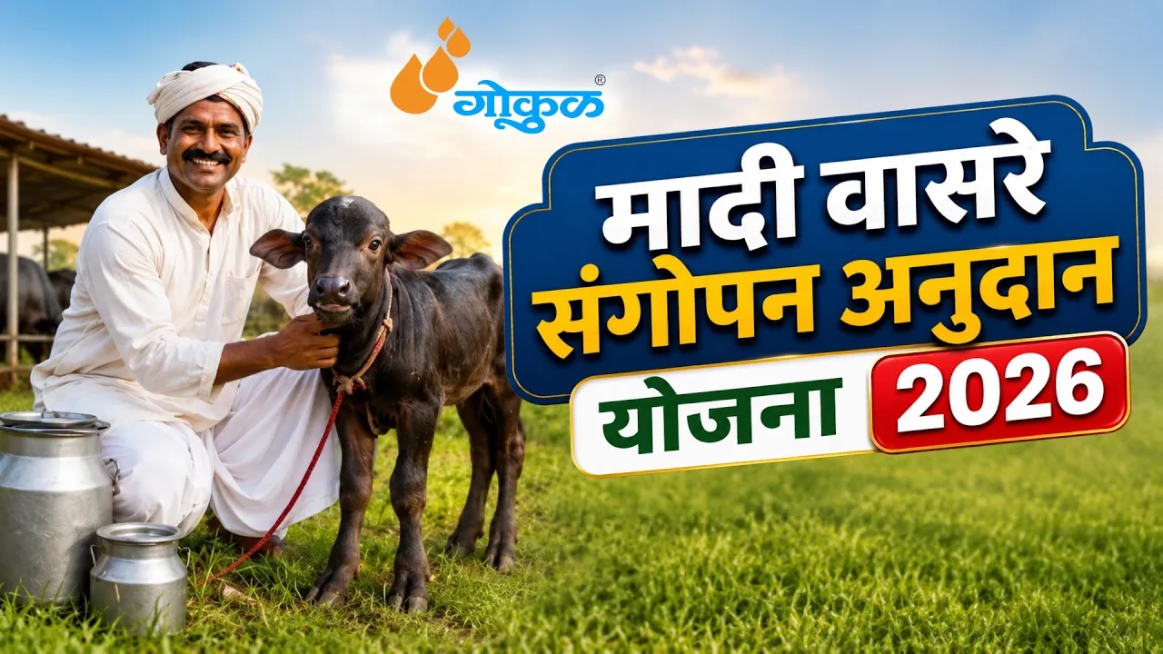 गोकुळची मादी वासरे संगोपन अनुदान योजना...!!