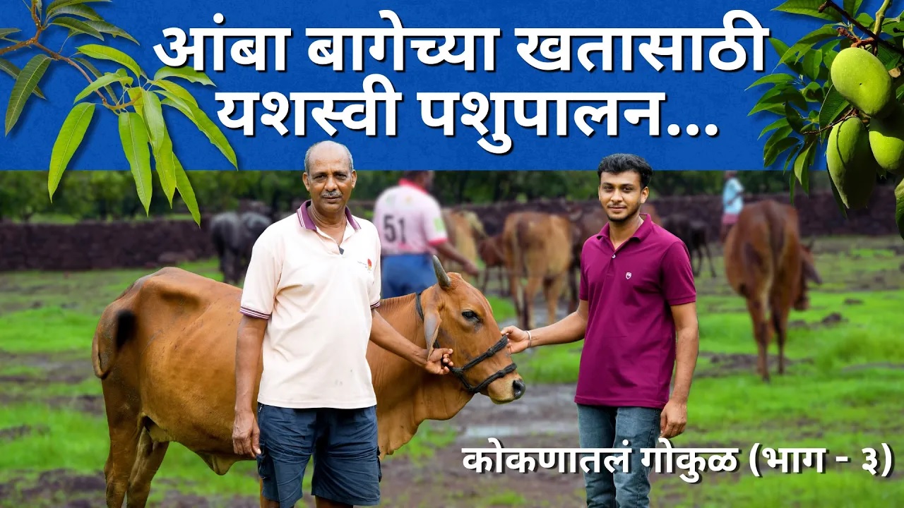 आंबा बागेच्या खतासाठी यशस्वी पशुपालन...