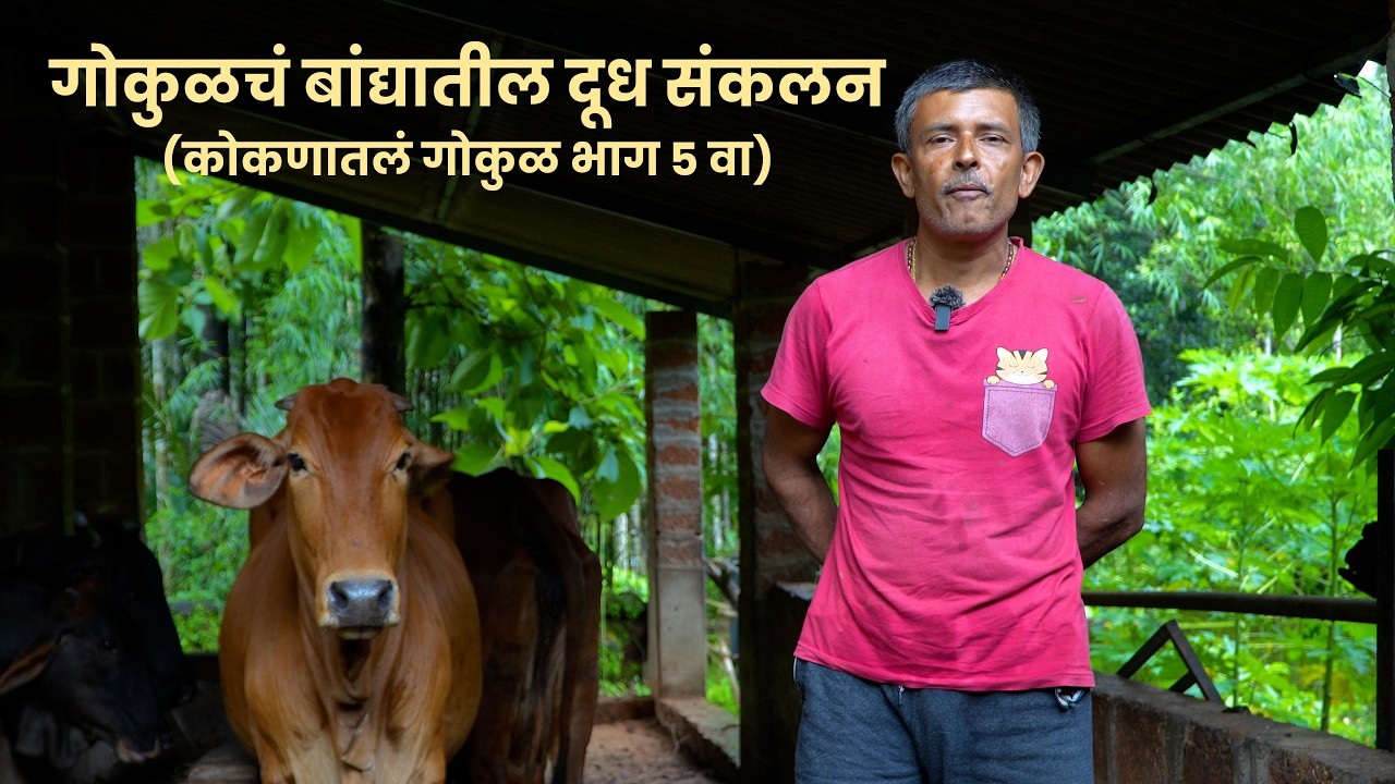 गोकुळचं बांद्यातील दूध संकलन - (कोकणातलं गोकुळ भाग ५ वा)